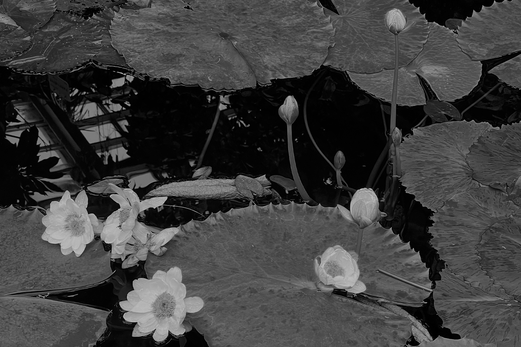 Gif de múltiples diseños de la letra "A" sobre fotografía de nenúfares en blanco y negro