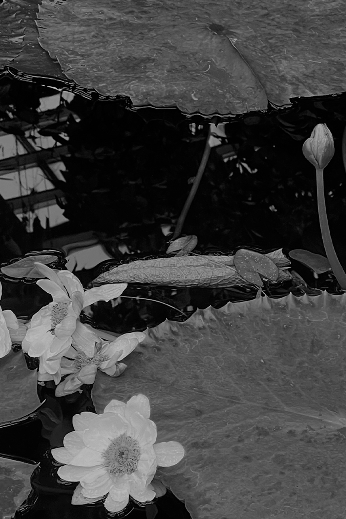 Gif de múltiples diseños de la letra "A" sobre fotografía de nenúfares en blanco y negro